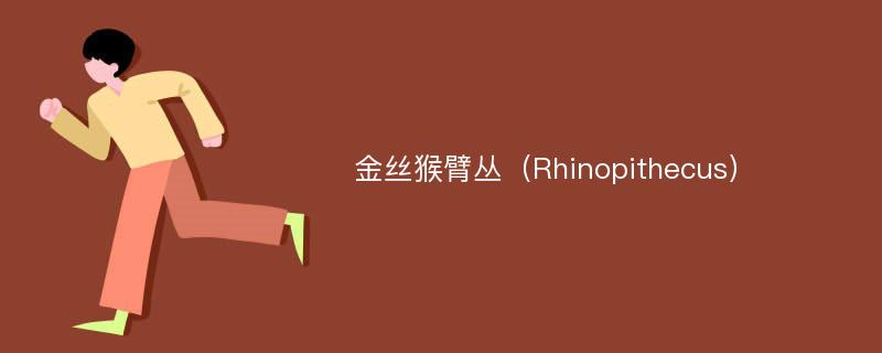 金丝猴臂丛（Rhinopithecus）